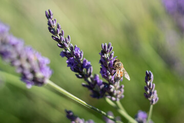Close-up of a honey bee flying around suckling honey flowers collecting nectar pollen in spring, sunny day, slow motion