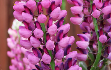 Obraz premium lupins flowers in the village