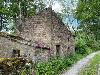 Old derelict house, by a cart track, overgrown with plants and trees near, Skipton, Yorkshire, UK