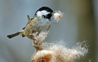 Fototapeta premium Coal tit collecting seeds from a bullrush seed head