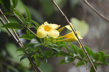 anna photography beautiful yellow flower 