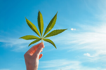 Fototapeta na wymiar Green big leaf of cannabis in a hand against a blue sky. Concept for growing marijuana and producing CBD oil and tincture Seven leaves