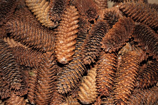 pomme de pin  ou pangolins