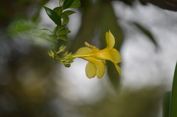 anna photography cute flower with green leaf