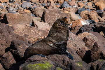 sea lion