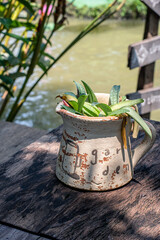 small plant in white baked clay pot