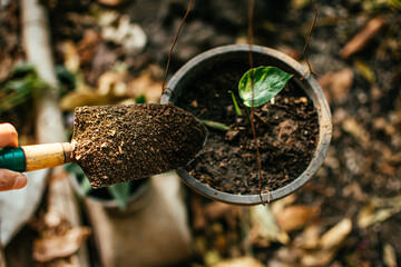 Gardener blending organic fertiliser with soil, enriching soil for plants to grow optimally. Taking...