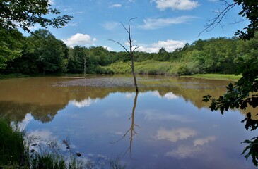 Fototapeta na wymiar Reflets sur un étang dans la campagne Bourguignonne.