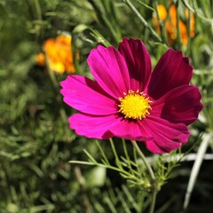 Fototapeta premium cosmos rouge