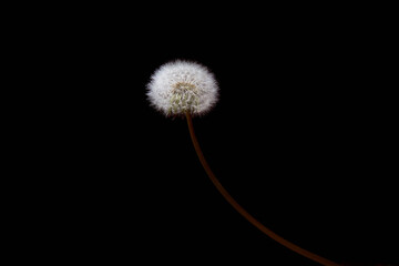 Fluffy dandelion on a black background. Concept photo.