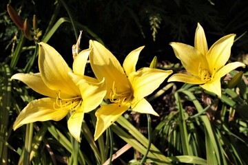 h&eacute;m&eacute;rocalle