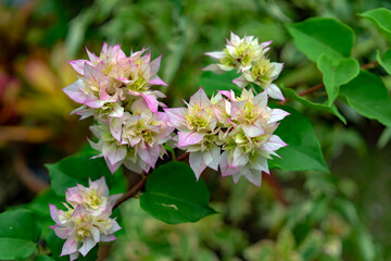 blooming apple tree