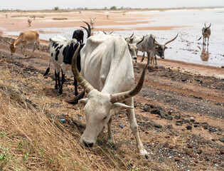 A herd of white African cows, Zebu, walks through the savannah, in front of the river, near sine saloum, Senegal, Africa