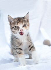 
Cute cute playful tricolor three-suited kitten plays with balls of wool. Portrait of a baby kitten on a white background. Puzzle background, notebook cover, postcard