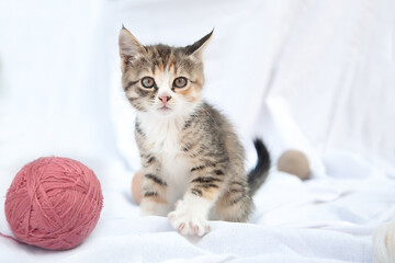
Cute cute playful tricolor three-suited kitten plays with balls of wool. Portrait of a baby kitten on a white background. Puzzle background, notebook cover, postcard