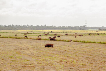 Fototapeta na wymiar Oxen and cows grazing in newly harvested rice production field
