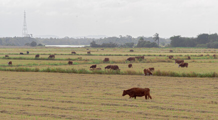 Oxen and cows grazing outdoors in extensive cattle ranching in southern Brazil