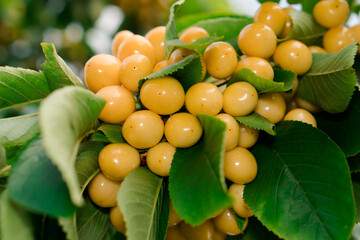 Yellow ripe cherries weigh on tree branches