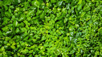 Fototapeta premium Free Grass and Straw Terrain Textures