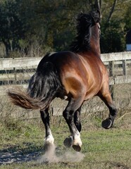 Horse cantering off