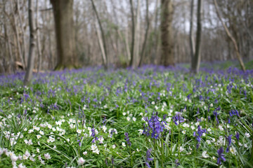 Bluebell flowers in a forest with trees in background. Narrow depth of field