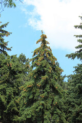 spruce tree with many cones on top