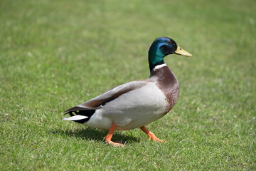 Naklejka na ściany i meble Mallard duck walking on the grass in a park with blurred green background