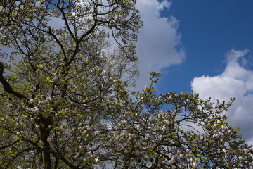 Large magnolia white and pink blossom tree flowers against a blue sky with clouds