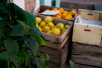 fresh citrus at the market