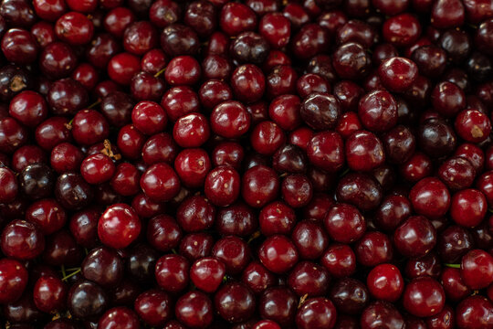 Close upu picture of a lot of burgundy, red cherries sold on the market. Fruit market .