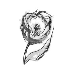 Hand Drawn Tulips. Floral Illustration.