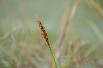 close up of wheat ears
