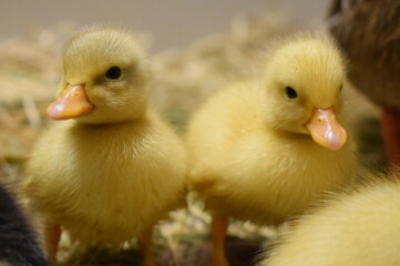 little ducklings in nest, small fluffy bird baby, newborn chicks, sweet cute adorable animals