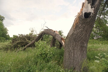 tree broke by a storm