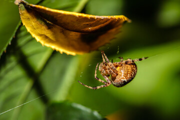 spider cross in the garden on green sprouts