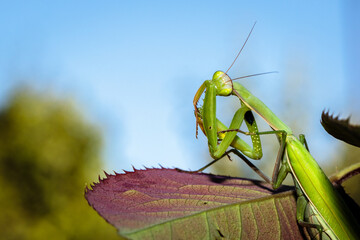 mantis ordinary on the bush with green leaves. close-up