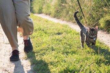 Walking a cat on a leash. The owner and the animal are walking along the road. Sun ray.