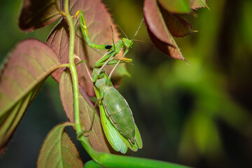 mantis ordinary on the bush with green leaves. close-up