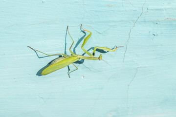 mantis ordinary on a blue background. close-up