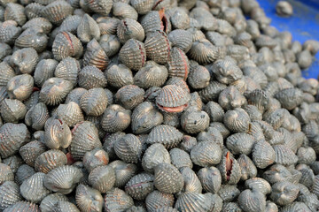 Piled of Raw Cockle sell on Thai seafood market