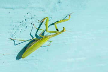 mantis ordinary on a blue background. close-up