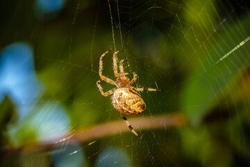 spider cross in the garden on green sprouts