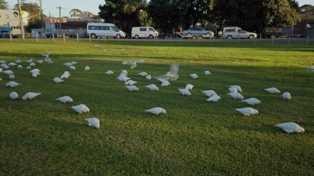 Groups of parrots and cockatoos sunbathing and feeding on grass in an outdoor public football field. Panning right.