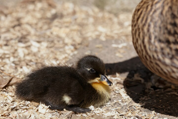Newly born duckling of mixed breed mallard and Indian runner duck