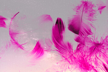 Obraz premium Beautiful abstract white and pink feathers on white background and soft white feather texture on pink pattern and pink background, feather background, pink banners