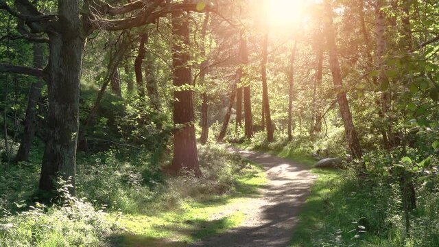 Hiking trail in green forest with sunshine, no people. Tranquil nature background.
