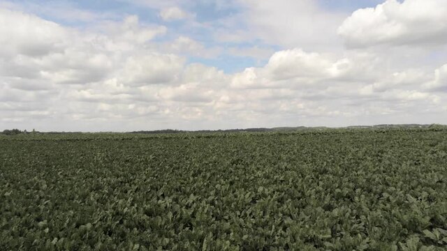 Flying fast and low over a stunted filed of crops, global warming, climate change, aerial
