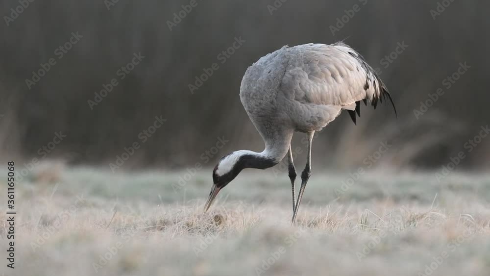 Wall mural common crane (grus grus) bird