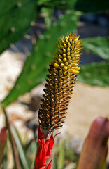 Bromeliad flower on tropical garden