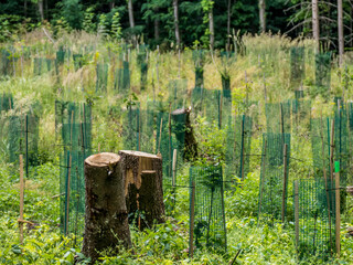 Neuanpflanzung von Jungbäumen im Mischwald